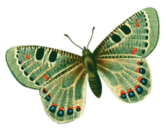 Drawing of butterfly with green wings.