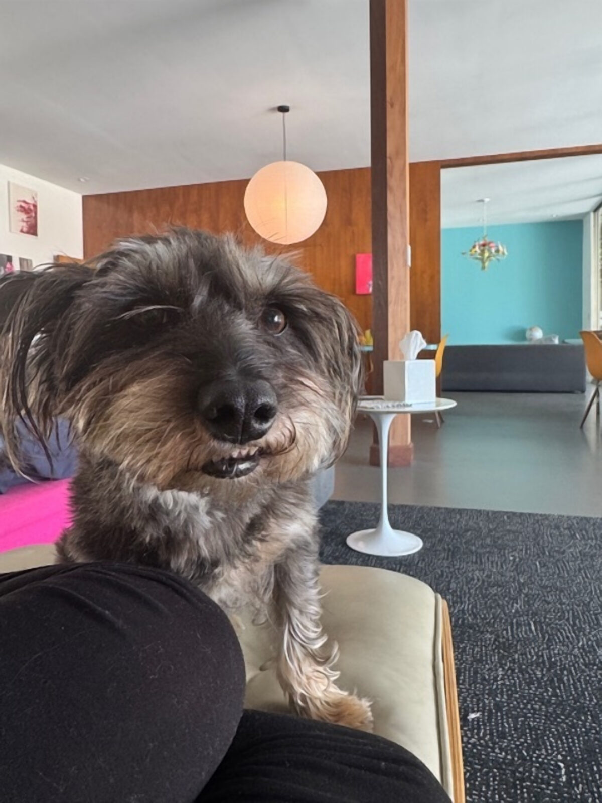 A dog with black and brown fur stands on a sofa, with their mouth slightly open